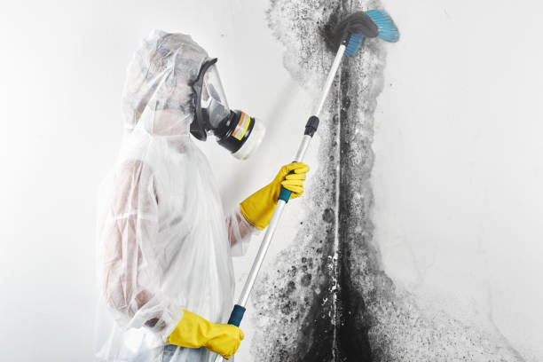 Best Crawl Space Mold Remediation  in Fenton, MI