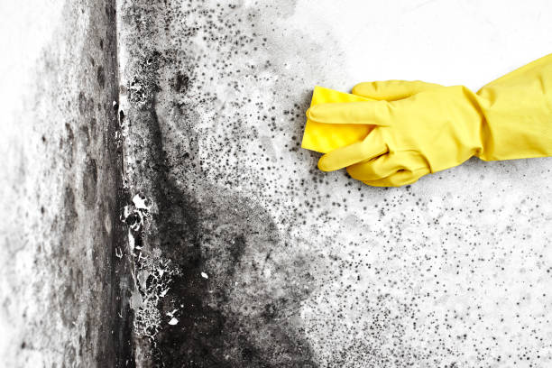 Professional Mold Removal in Fenton, MI