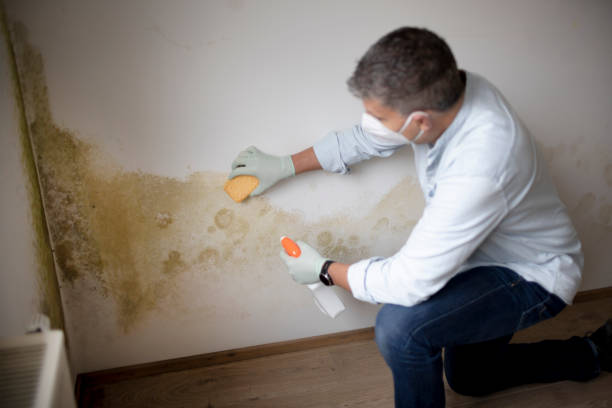 Best HVAC Mold Inspection and Cleaning  in Fenton, MI
