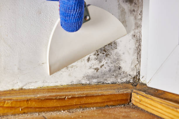 Best Post-Remediation Verification Testing  in Fenton, MI